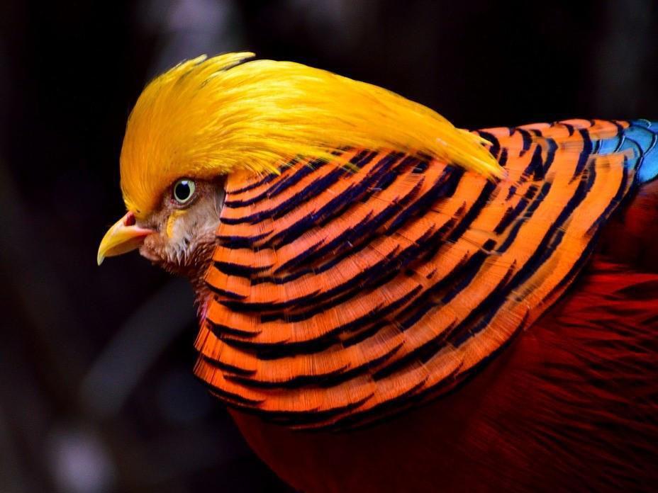 The Most Exotic Animals In The World Exotic Animals List With Pictures