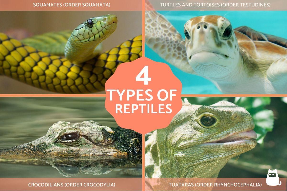 What Are the Types of Reptiles?