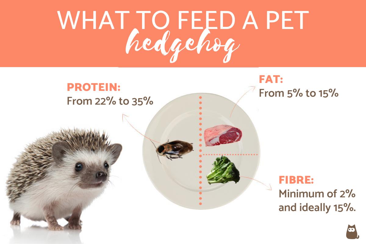 What to Feed a Pet Hedgehog