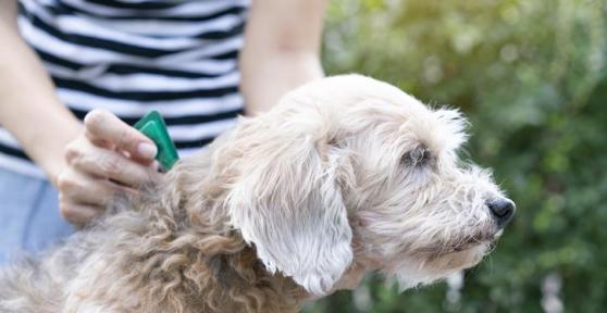 Is Permethrin Safe for Dogs? - Guide to Permethrin for Dogs