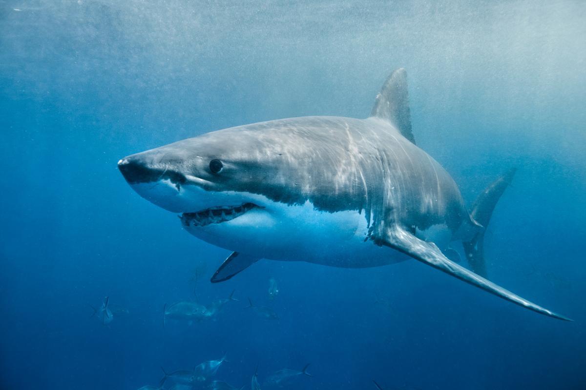 How Many Bones Do Sharks Have?