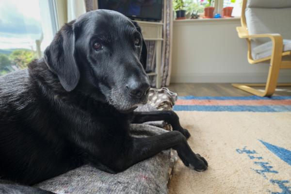 My Dog Can't Stand Up or Walk Properly