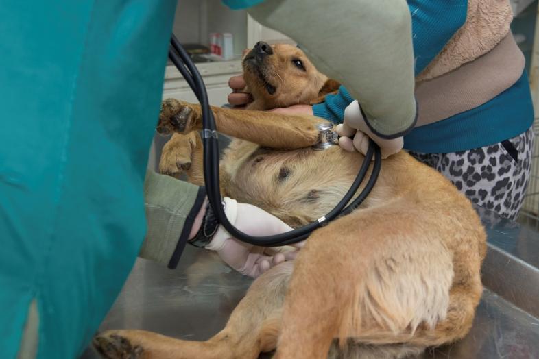 My Female Dog Has Clear Discharge Causes and Treatment