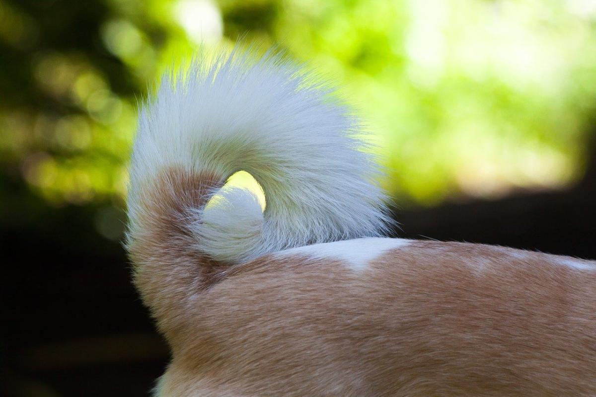 My Dog Doesn't Like His Tail Touched