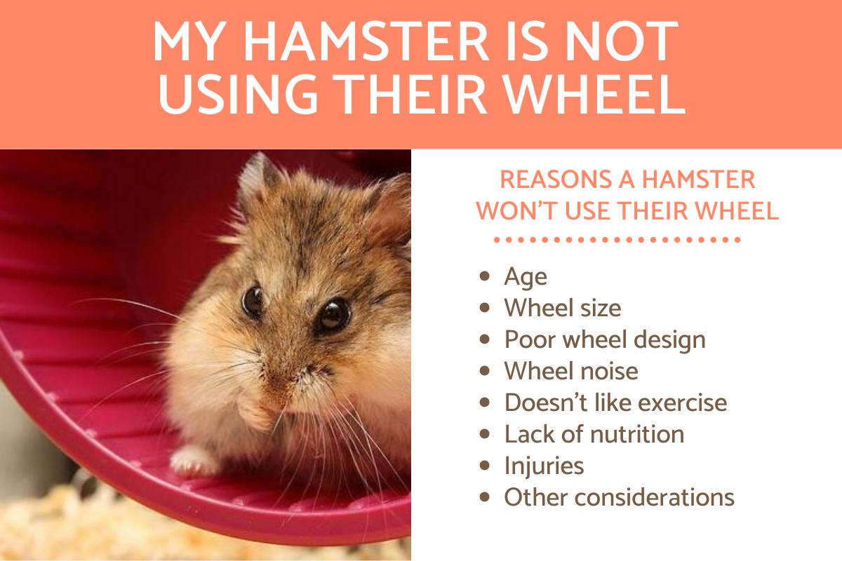 My Hamster Isn't Using Their Wheel