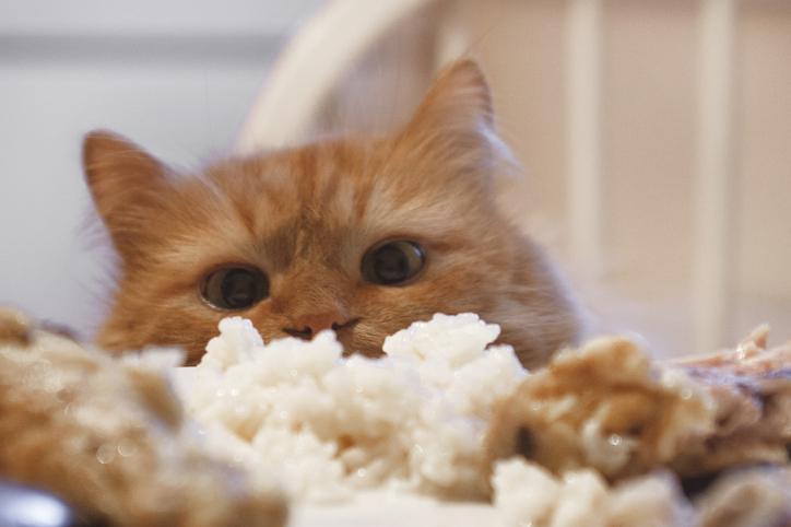 White rice for cats new arrivals