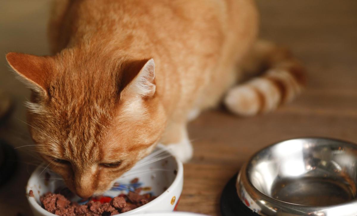 Vitamin B for Cats - Importance, Dosage and Side Effects