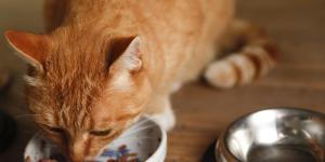 Vitamin B for Cats - Importance, Dosage and Side Effects