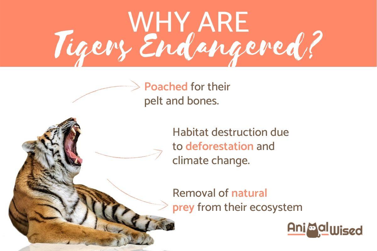 Why are Bengal Tigers Endangered?