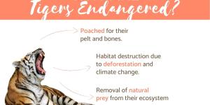 Why are Bengal Tigers Endangered?