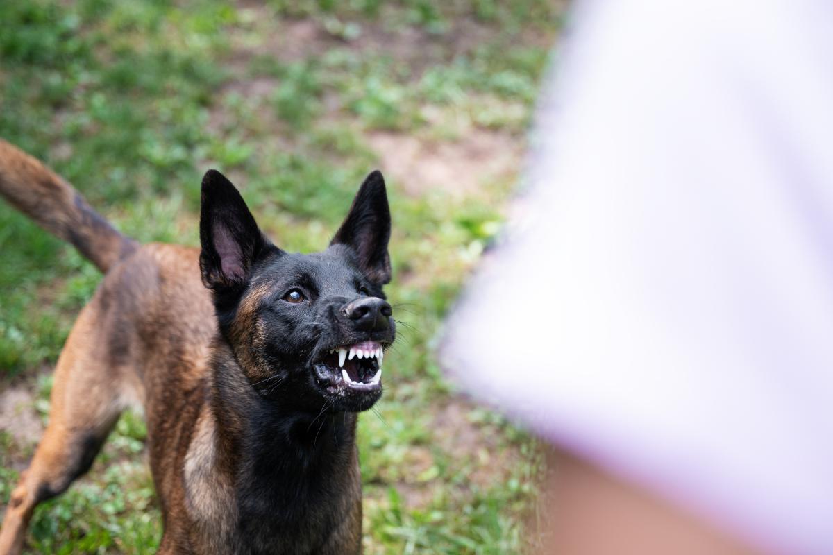 What Is a Dog Repellent?