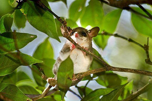 Different Types of Marsupials - Colombian gracile mouse opossum