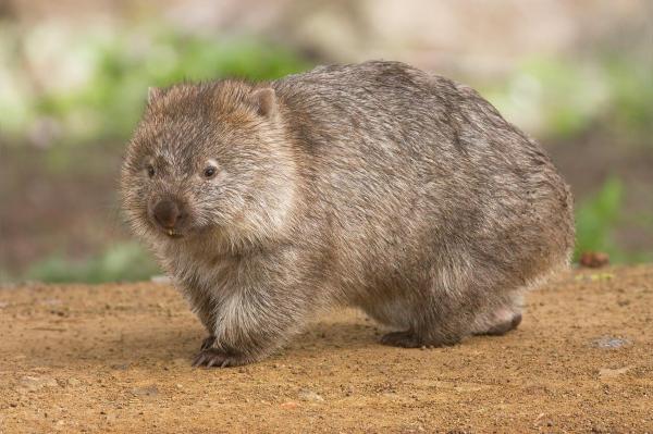 Different Types of Marsupials - Common Wombat