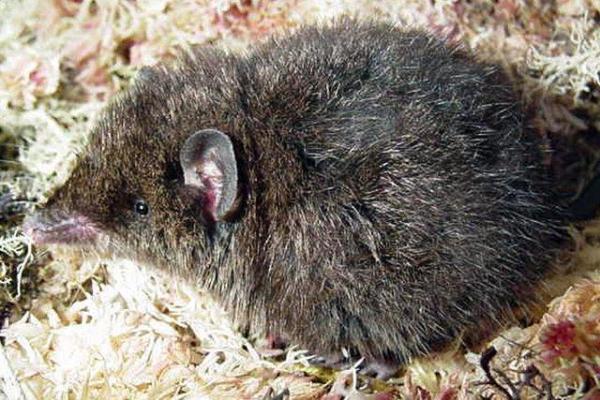 Different Types of Marsupials - Dusky caenolestid