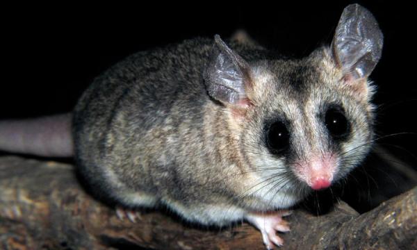 Different Types of Marsupials - Gray and black four-eyed opossum 