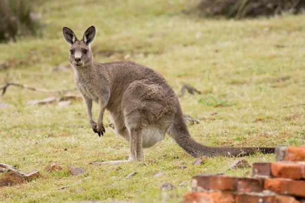 Different Types of Marsupials - Great grey kangaroo