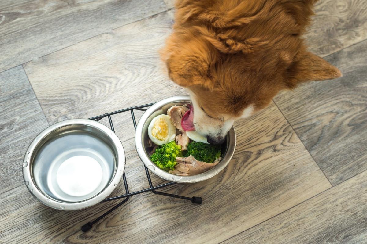 Is It Safe for Dogs to Eat Hot or Warm Food?