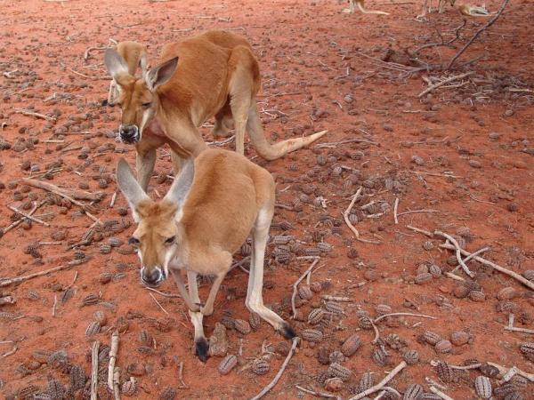 Different Types of Marsupials - Red kangaroo