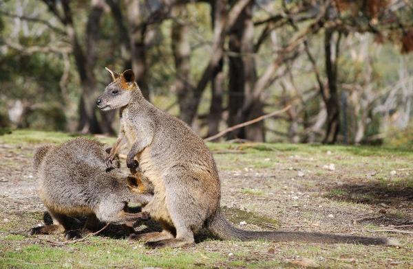 Different Types of Marsupials - Swamp wallaby