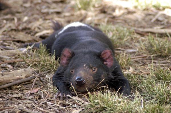 Different Types of Marsupials - Tasmanian devil 