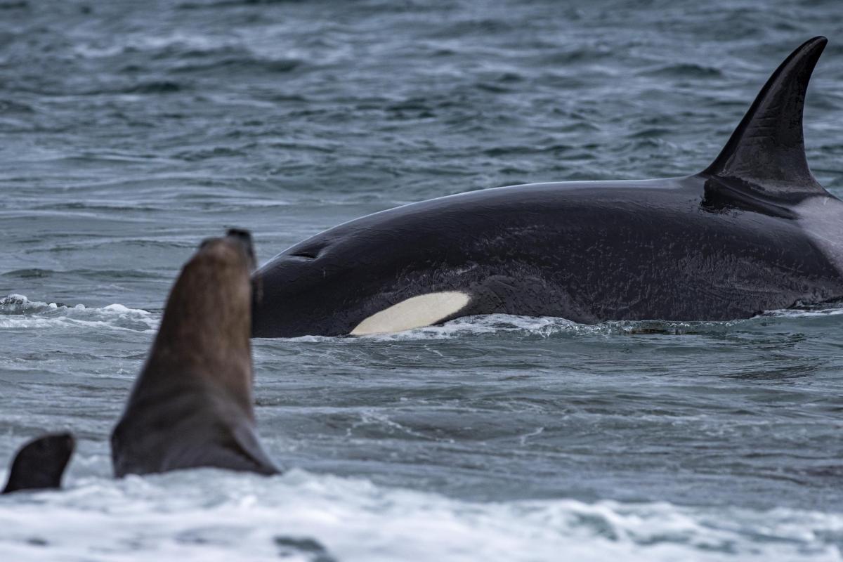 What Do Killer Whales Eat?