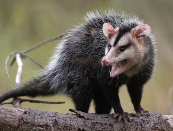 Different Types of Marsupials - White-eared opossum