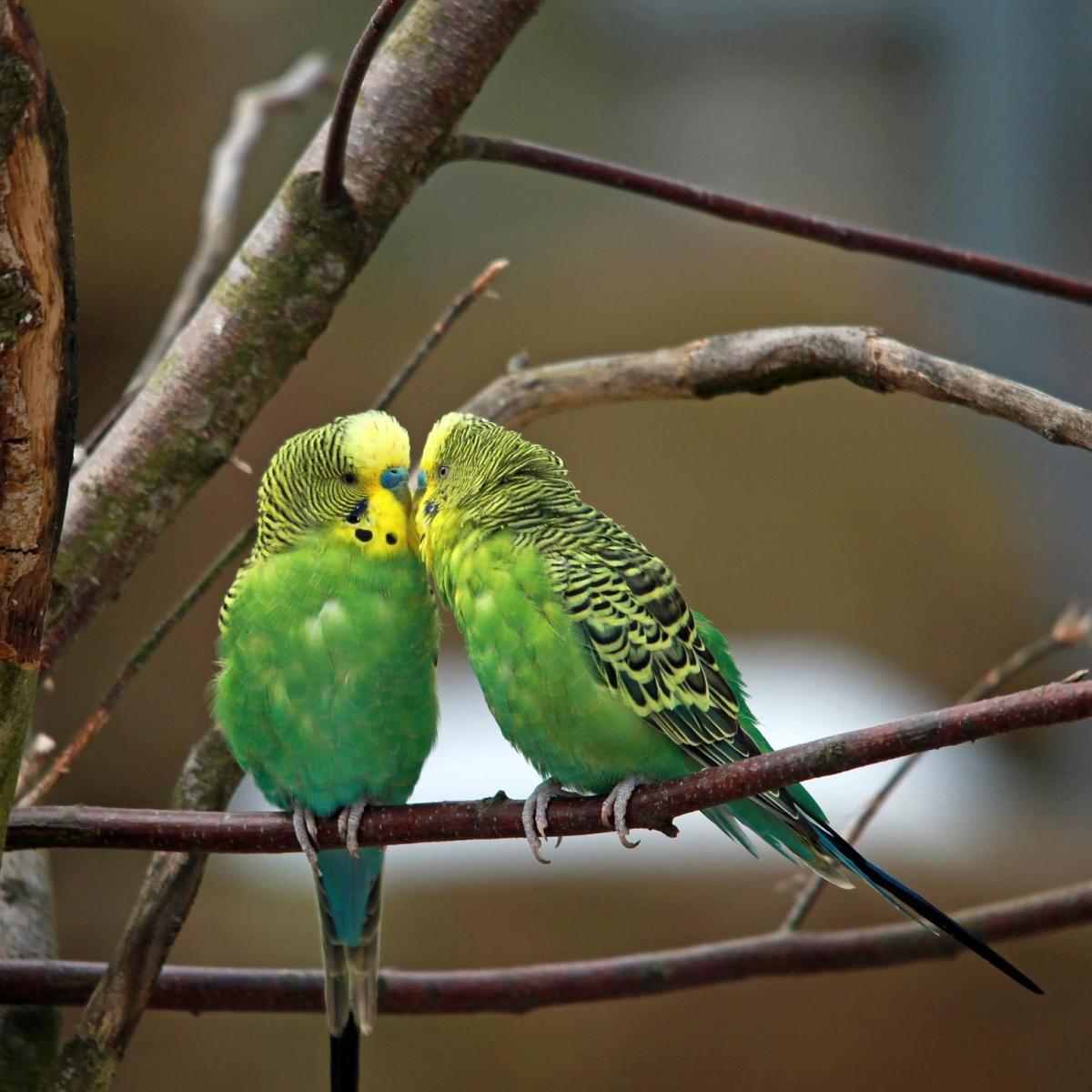 Differences between Male and Female Budgerigars