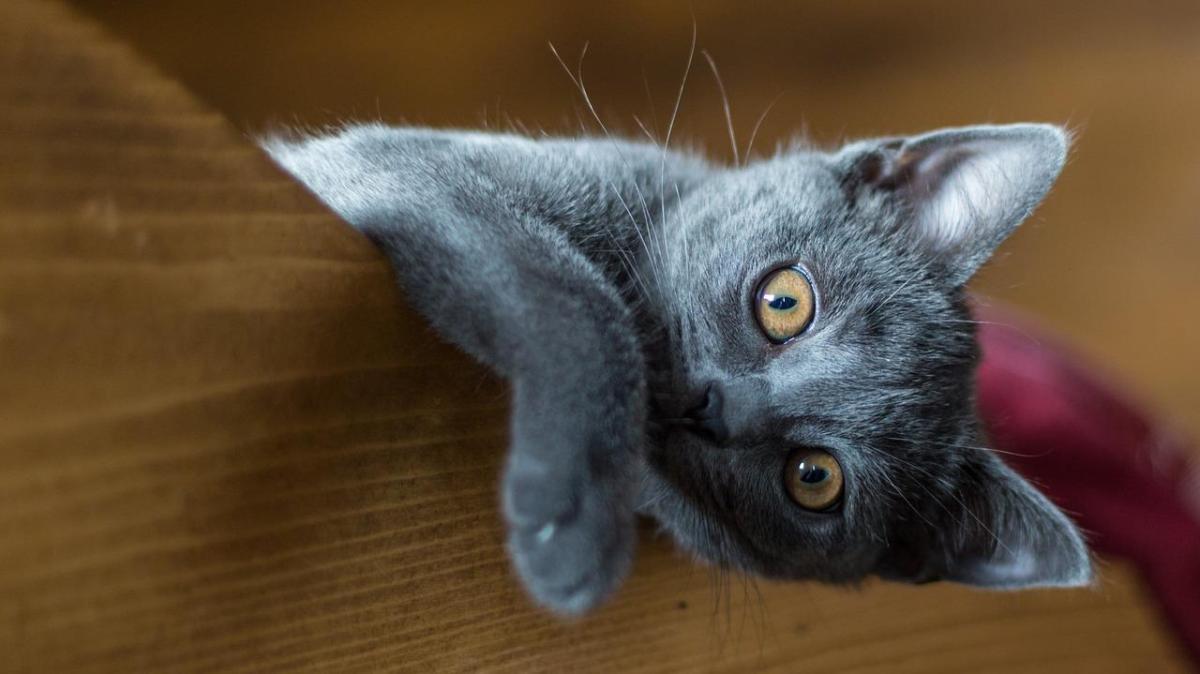 Greek Mythology Names for Cats