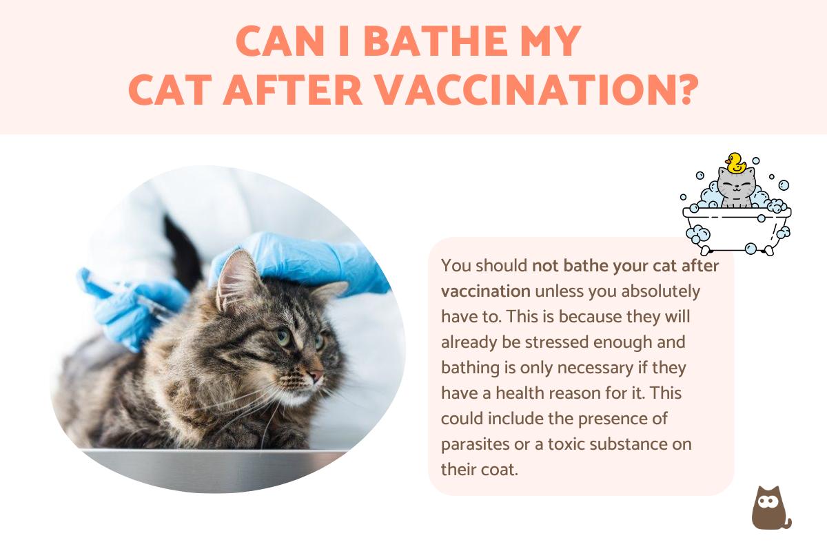 Can I Bathe My Cat After Vaccination?