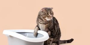 Does Your Cat Have Colitis?