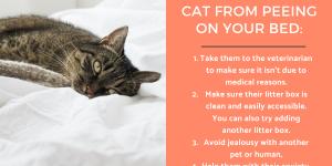 Why Does My Cat Keep Peeing on My Bed?