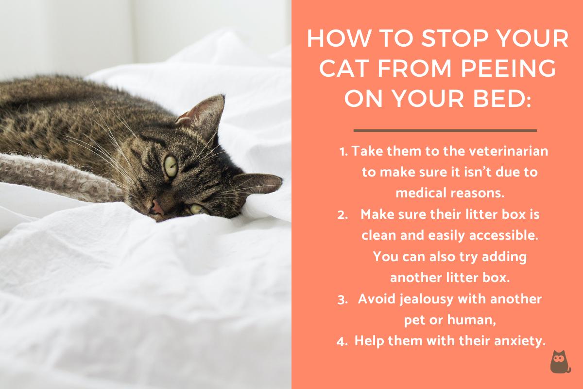 Why Does My Cat Keep Peeing on My Bed Causes and Solutions