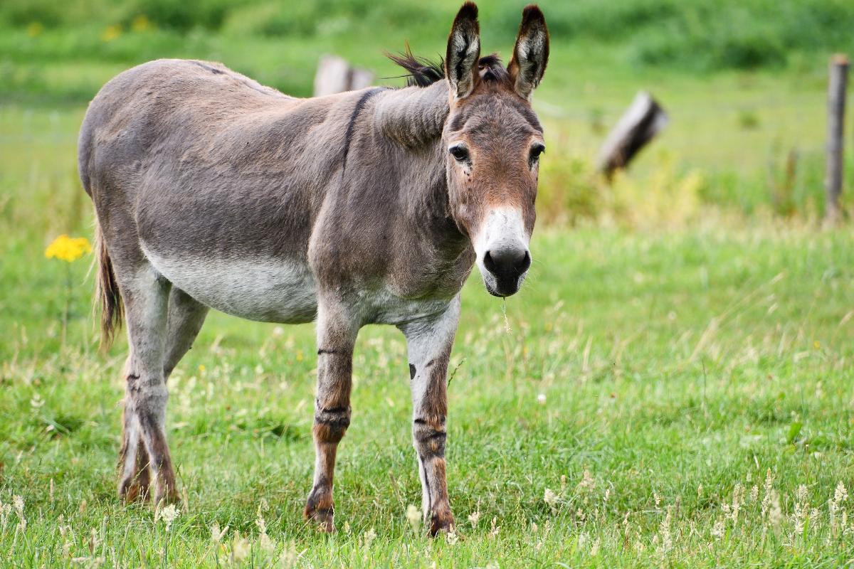 How Long Do Donkeys Live?