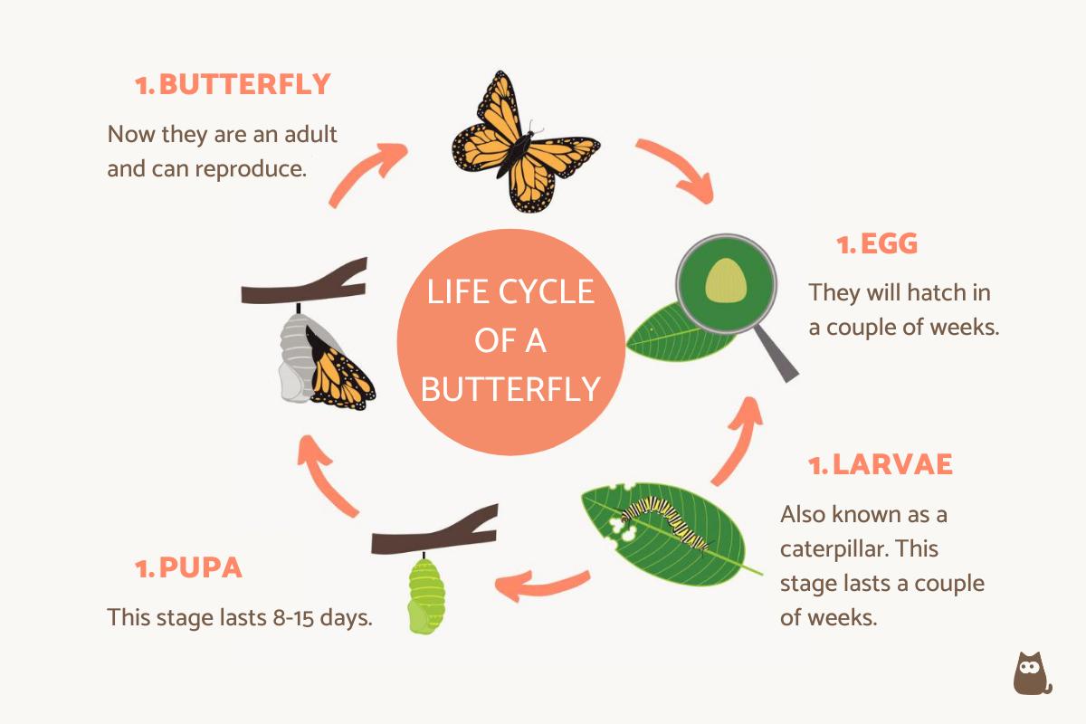How Long Is the Life Cycle of a Butterfly?