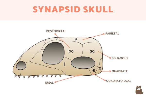 What Are Synapsids Definition And Characteristics Of Synapsids