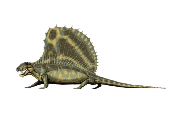 What Are Synapsids Definition And Characteristics Of Synapsids