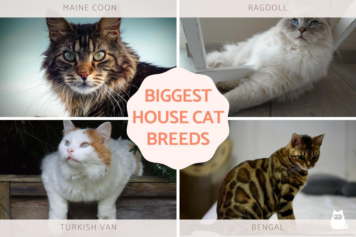 Biggest House Cat Breeds in the World