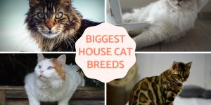 Biggest House Cat Breeds in the World