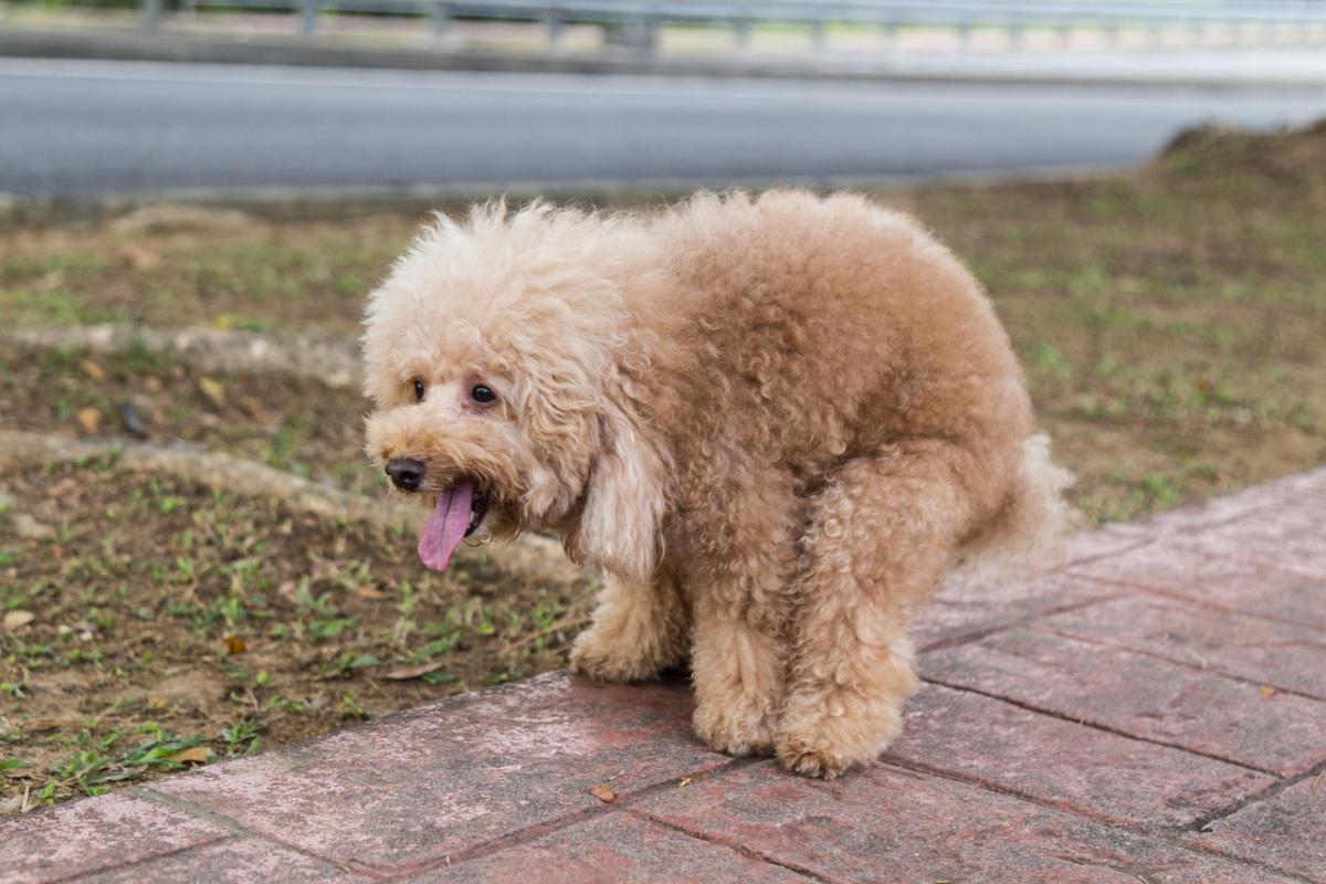 Small Dog Constipation Symptoms and Treatment