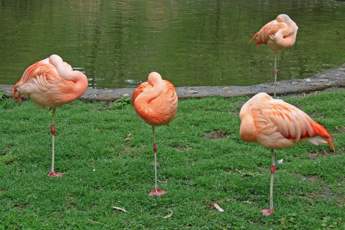 How do flamingos sleep flamingos sleeping on one leg
