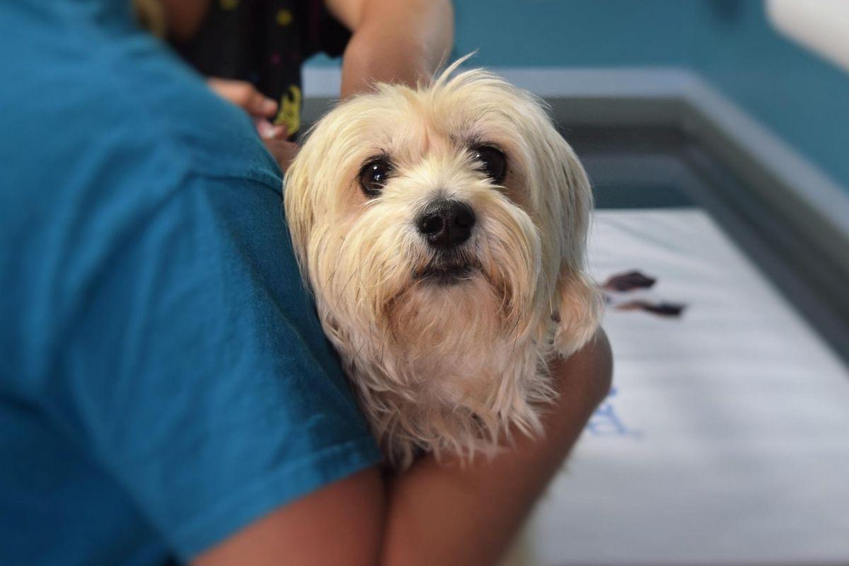 Enrofloxacin for Dogs - Dosage, Uses and Side Effects