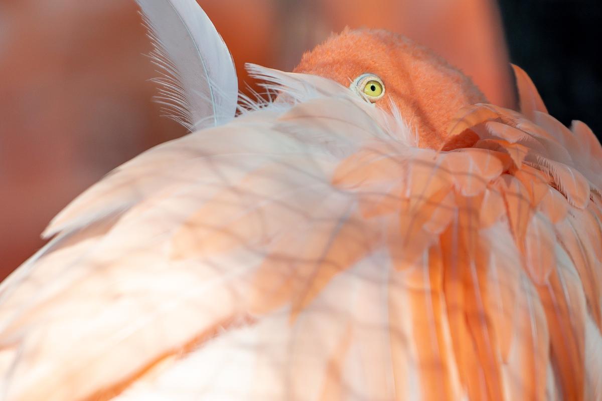 How Do Flamingos Sleep