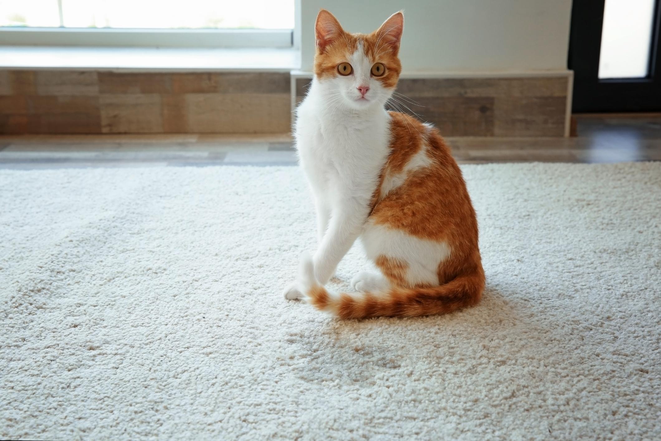Why is my spayed cat peeing everywhere store