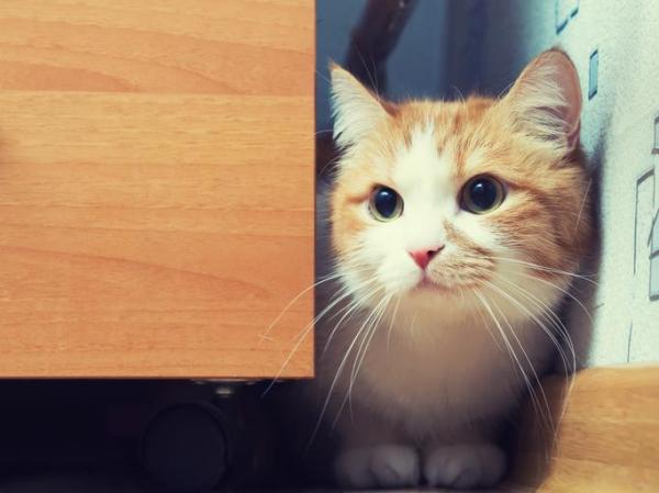 My Neutered Cat Is Spraying Everywhere - Stress