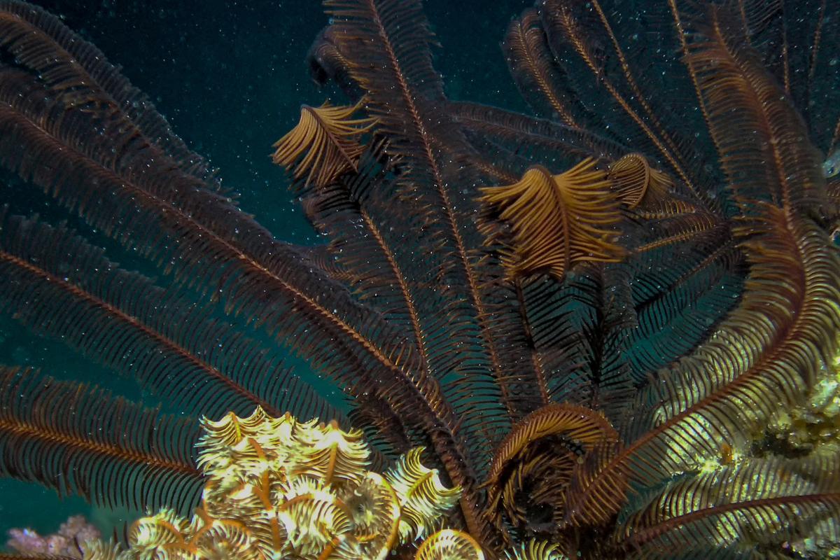 Are Sea Lilies Animals?