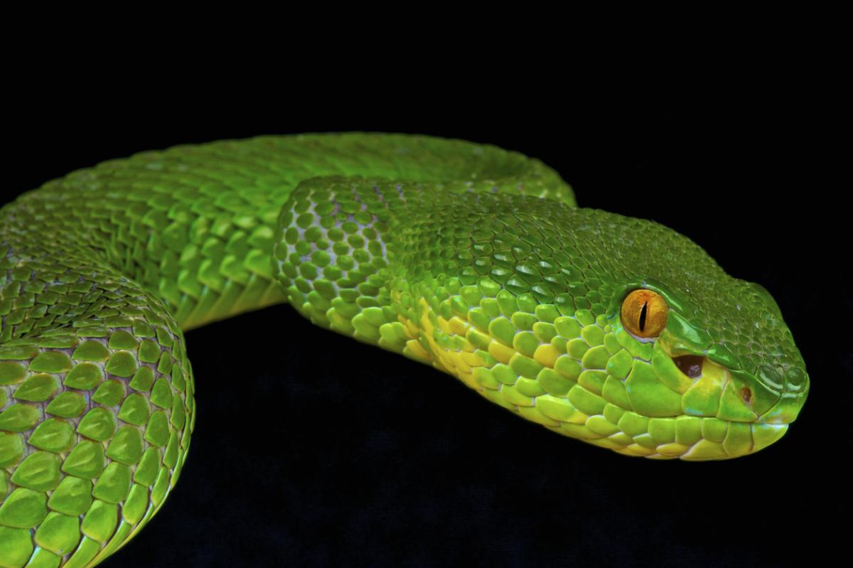 The Most Dangerous Snakes in India