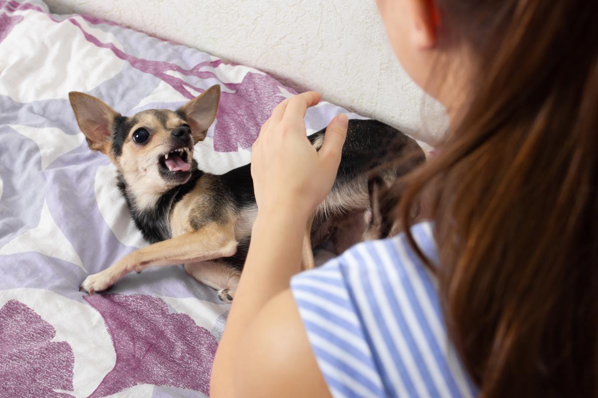 Why Is My Dog Aggressive to Some People?