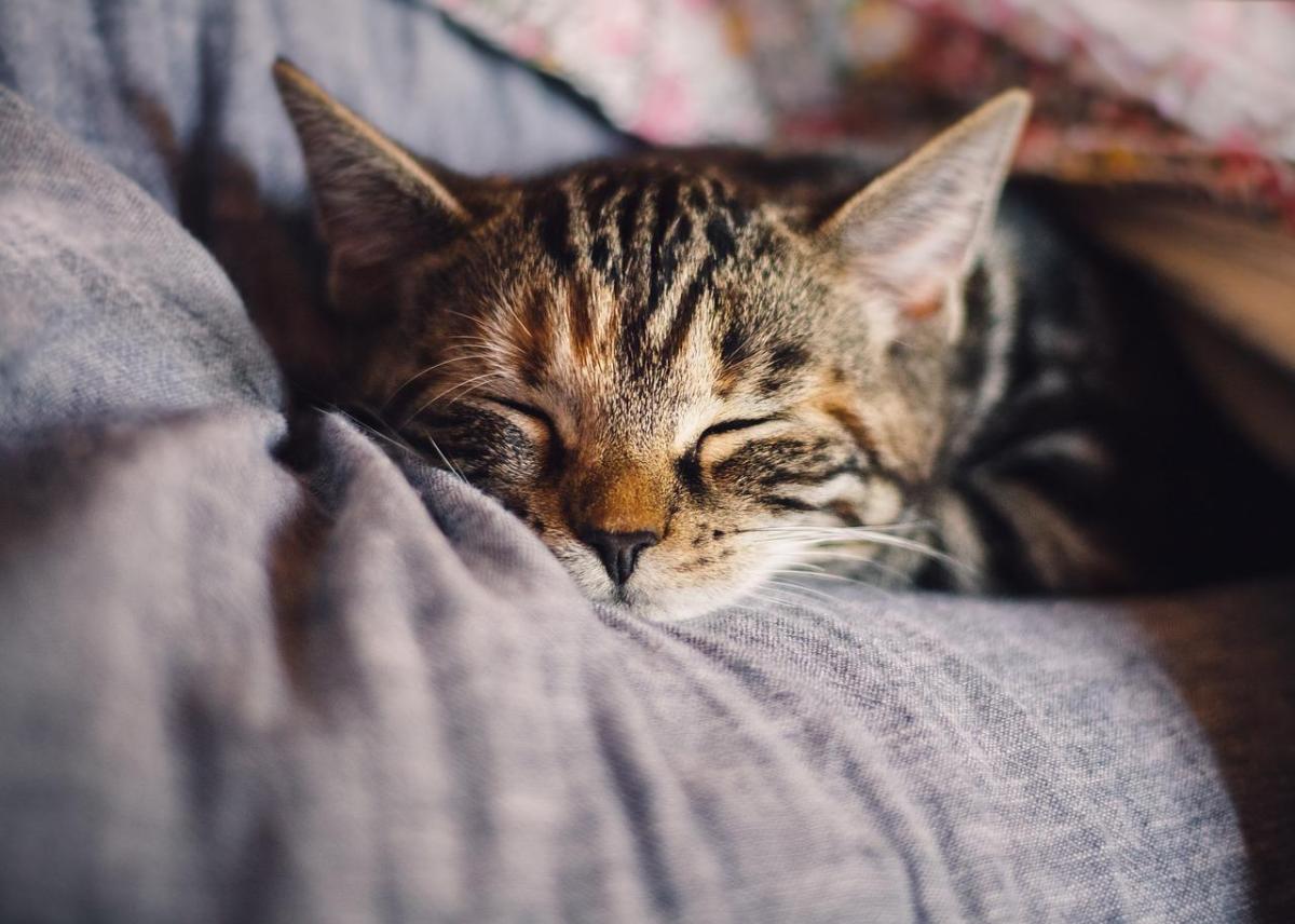 What Are The Best Pets For Apartment Living?