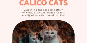 Calico Cat Personality and Types