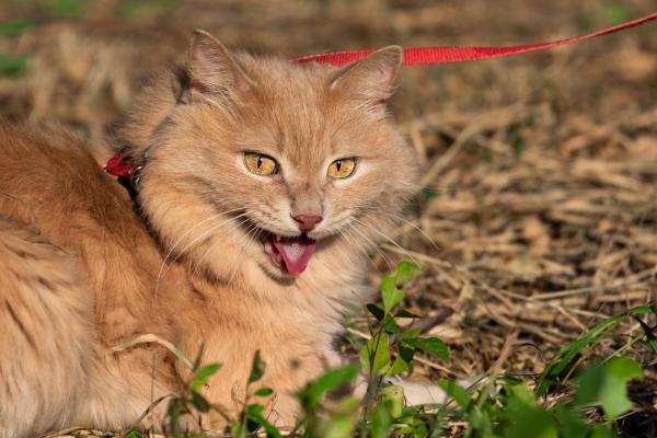 Heavy Breathing in Cats - Causes and Solutions